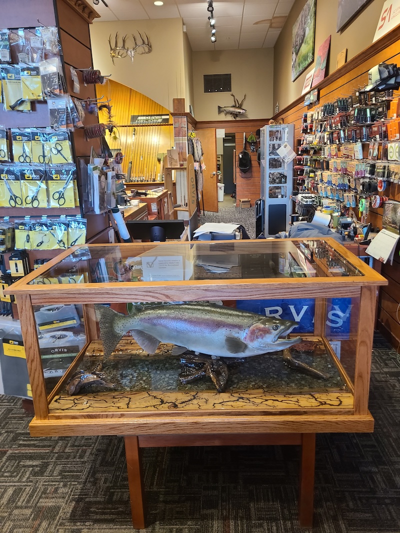 Rainbow trout mount in display case